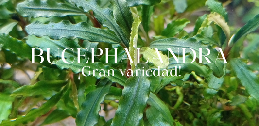 ¿Por qué bucephalandra es una planta popular?