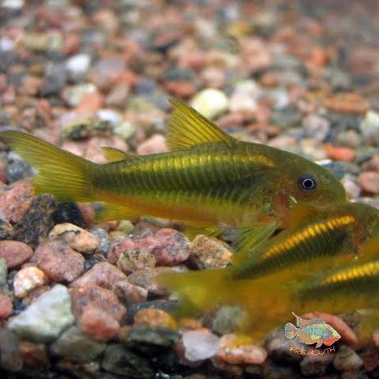 Corydora Neon gold stripe Wild