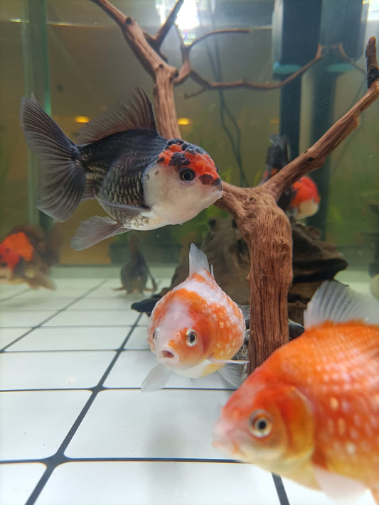 Descubre todo sobre los Goldfish de selección y cómo cuidarlos adecuadamente