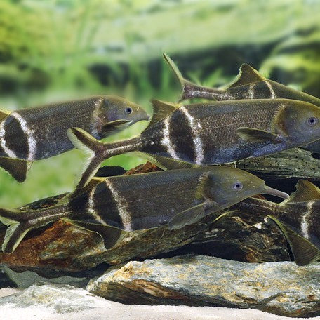 Gnathonemus petersii 7-10cm