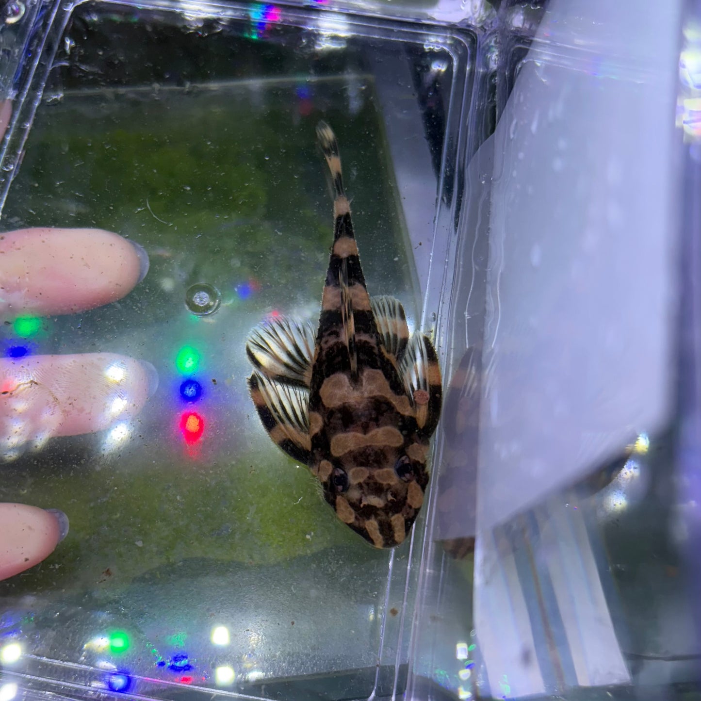 Peckoltia Picta L168 4cm