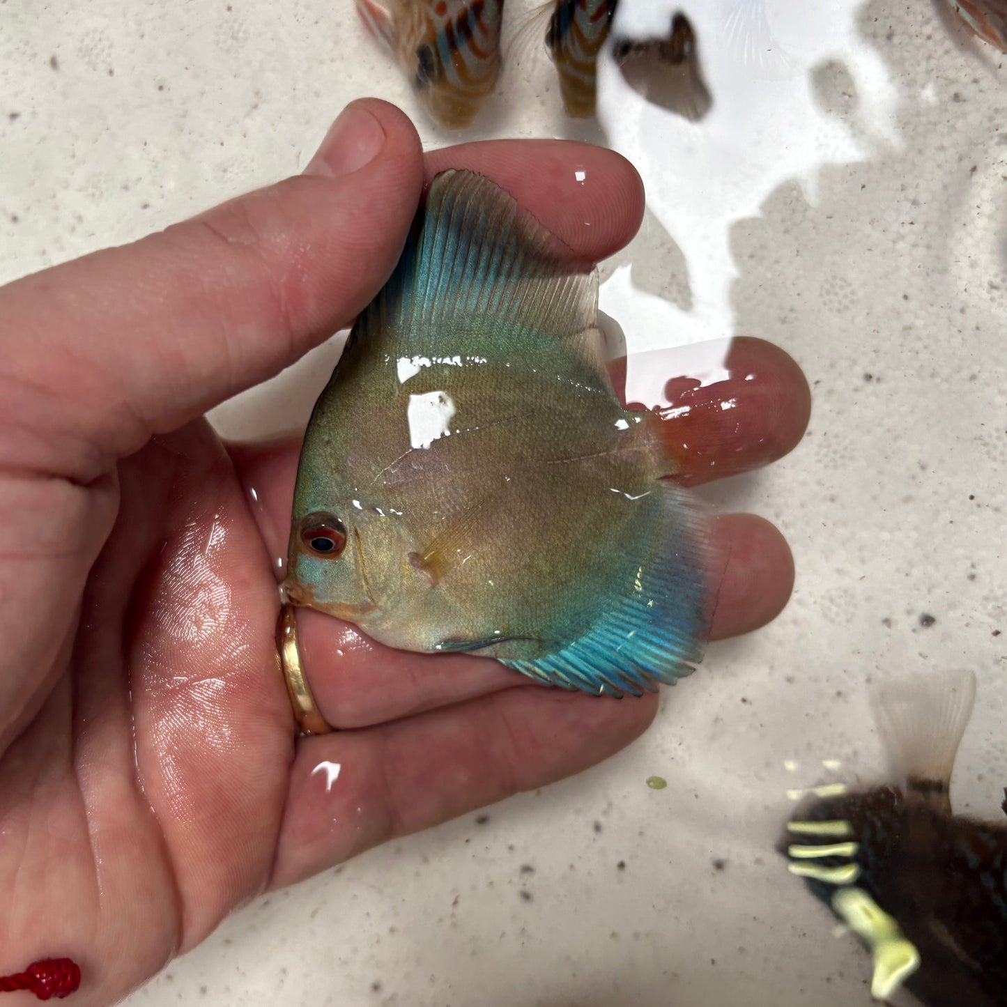 Disco Blue Diamond nº 1 8-9cm