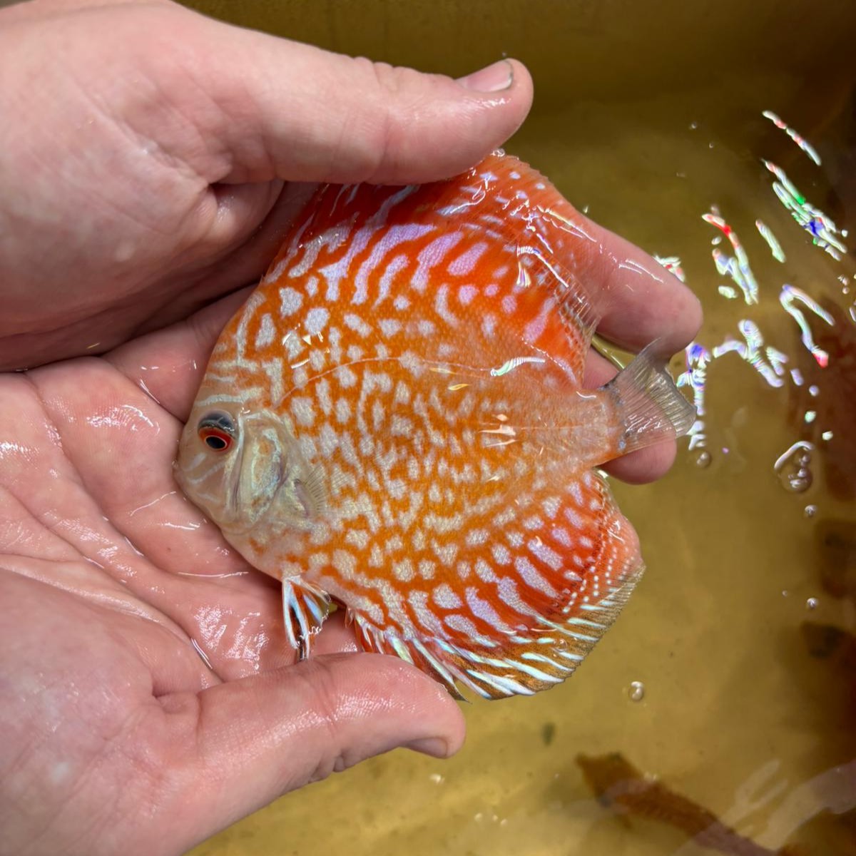 Disco pigeon checkerboard 10-12cm | 31M-005