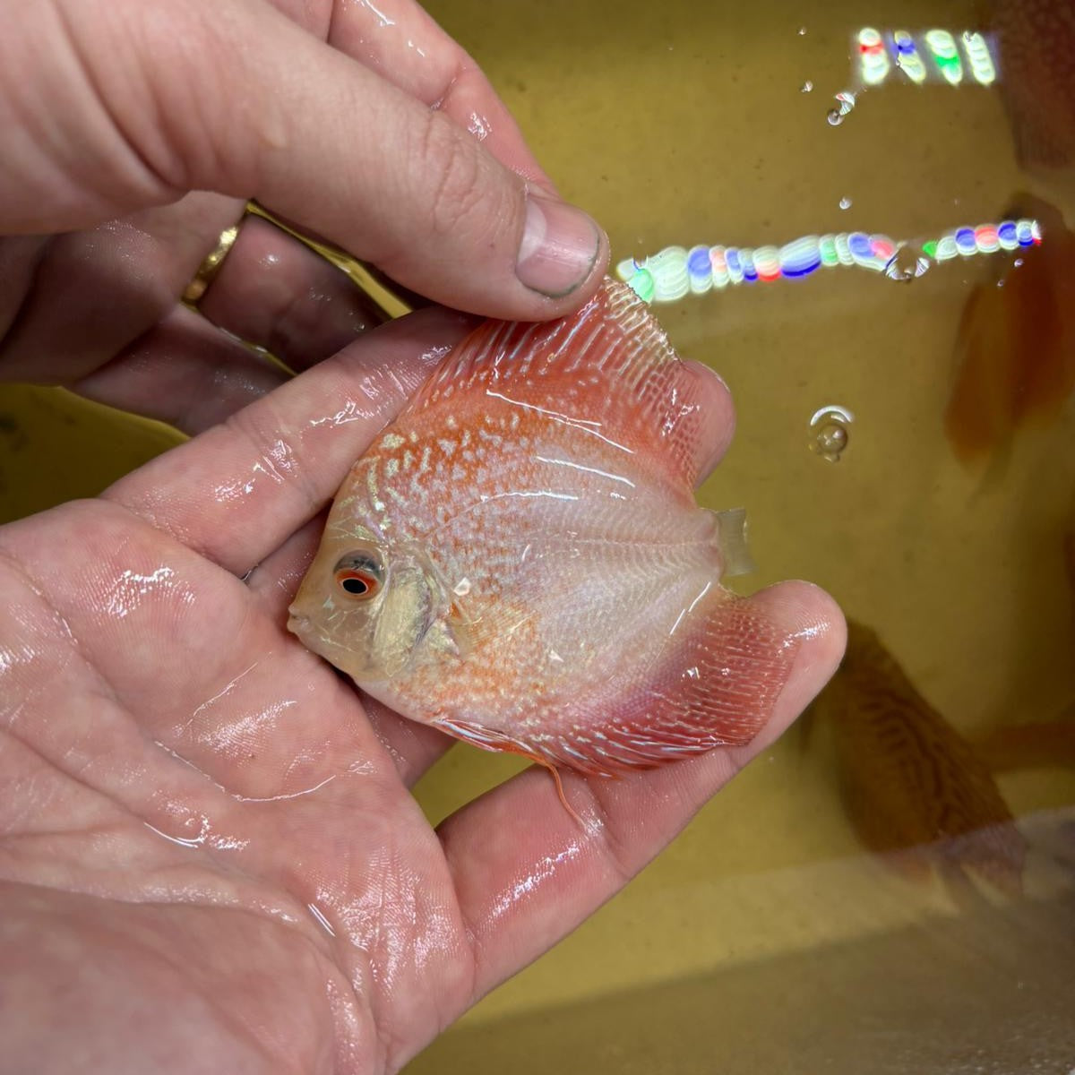 Disco pigeon snake 8-9cm | 31M-007