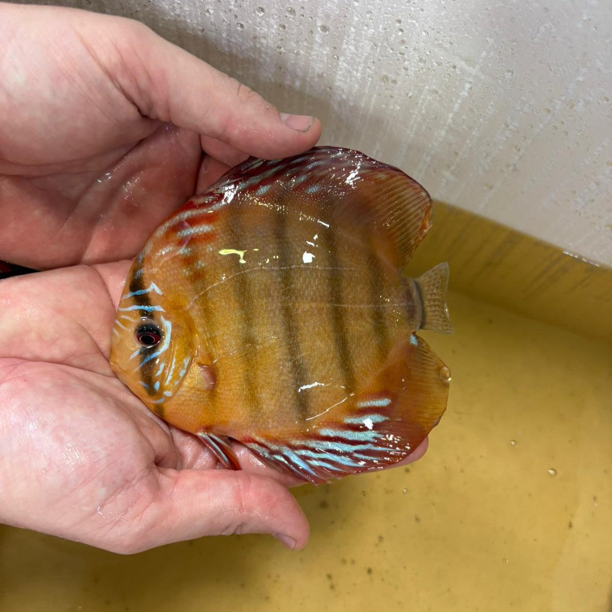 Disco brown 15-17 cm | 31M-012