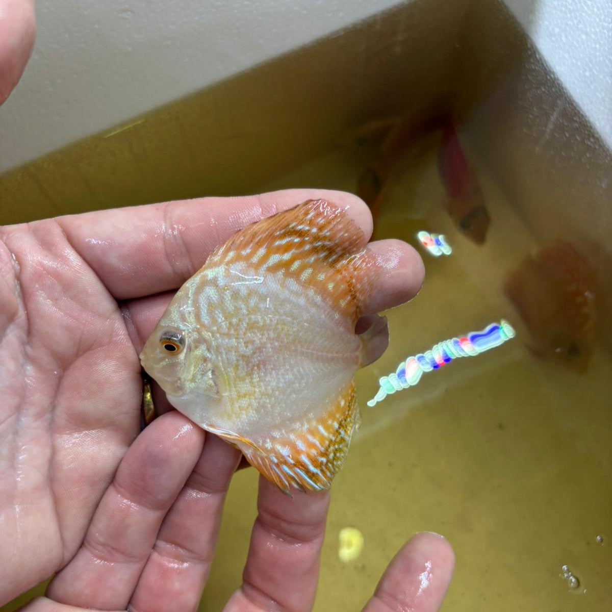 Disco yellow checkerboard 7 cm | 31M-014