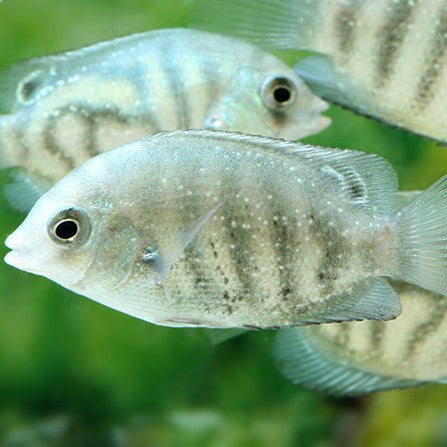 Etroplus suratensis bred 2-3cm