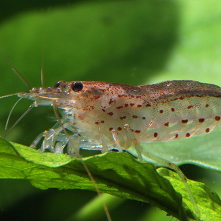 Caridina multidentata ORANGE bred sm-md