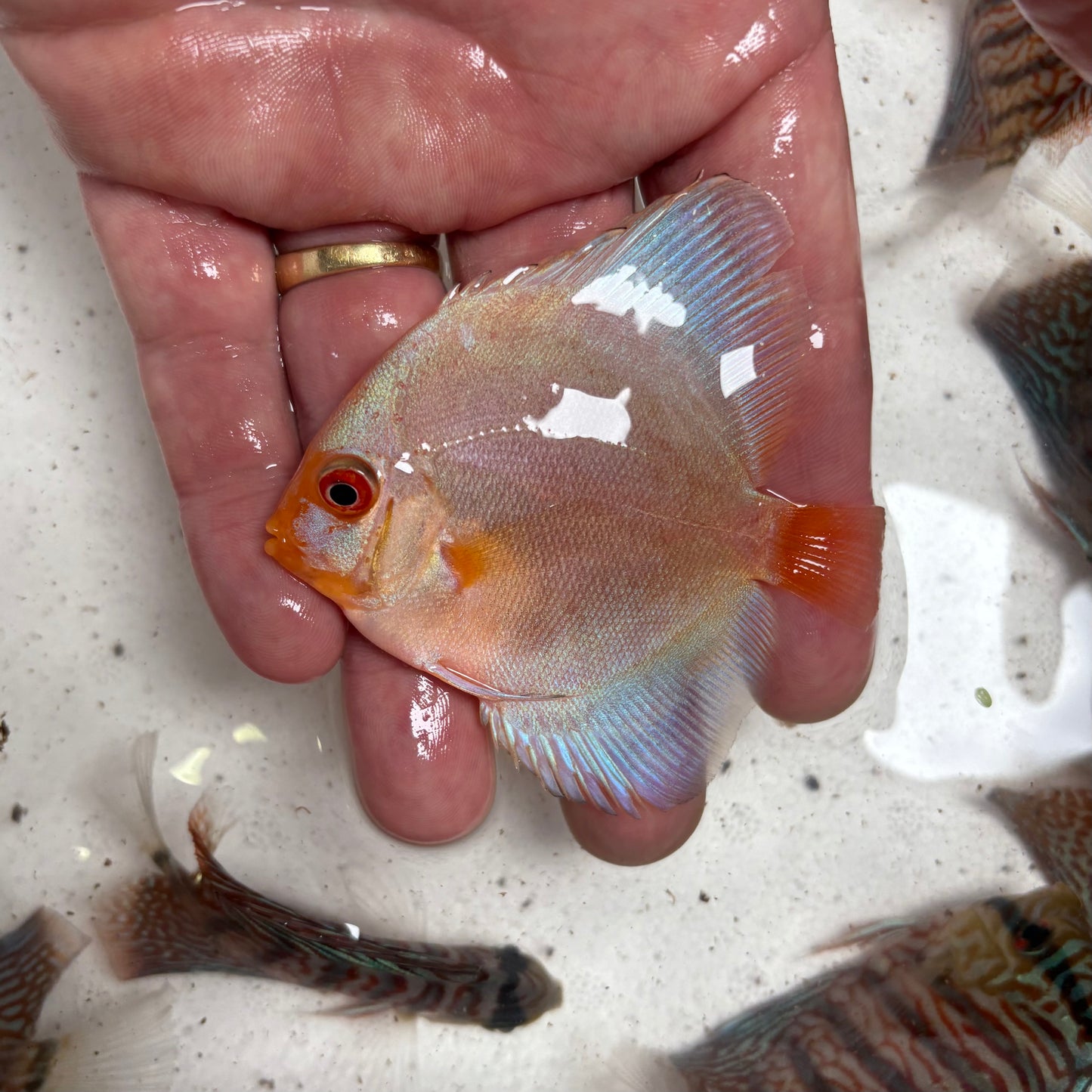 Disco Blue Diamond nº 3 8-9cm