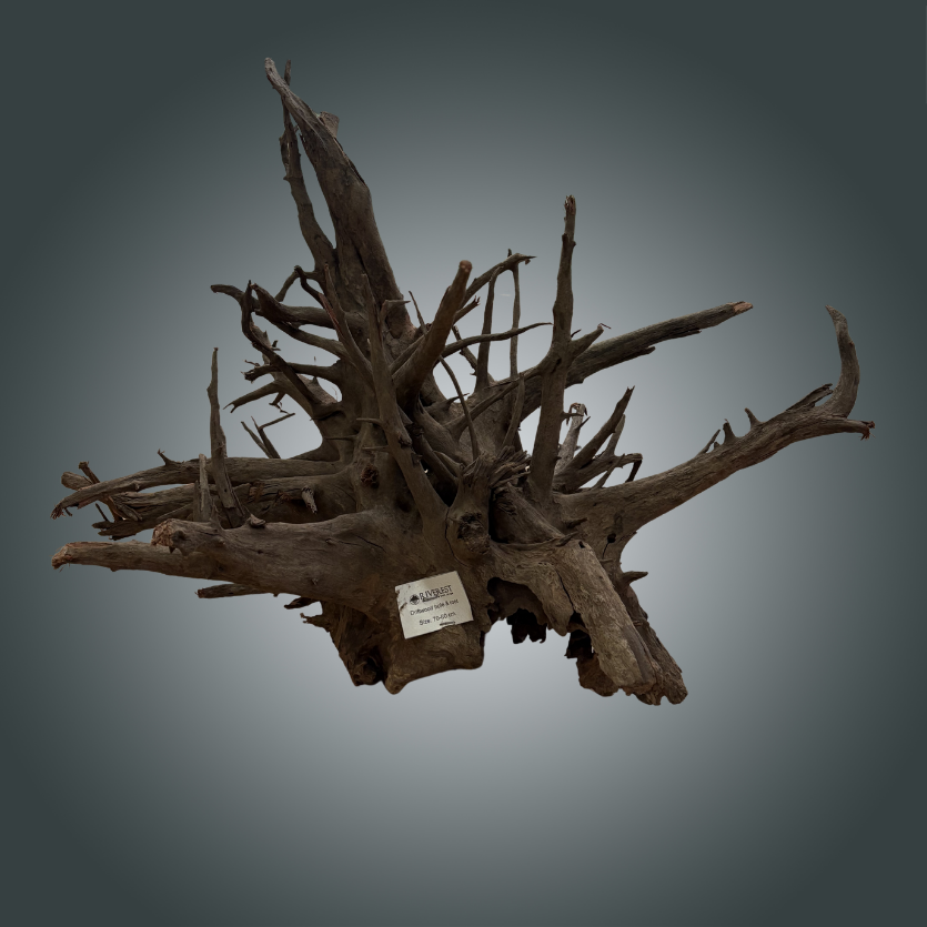 Natural Old Tree pieza nº 4m - 008