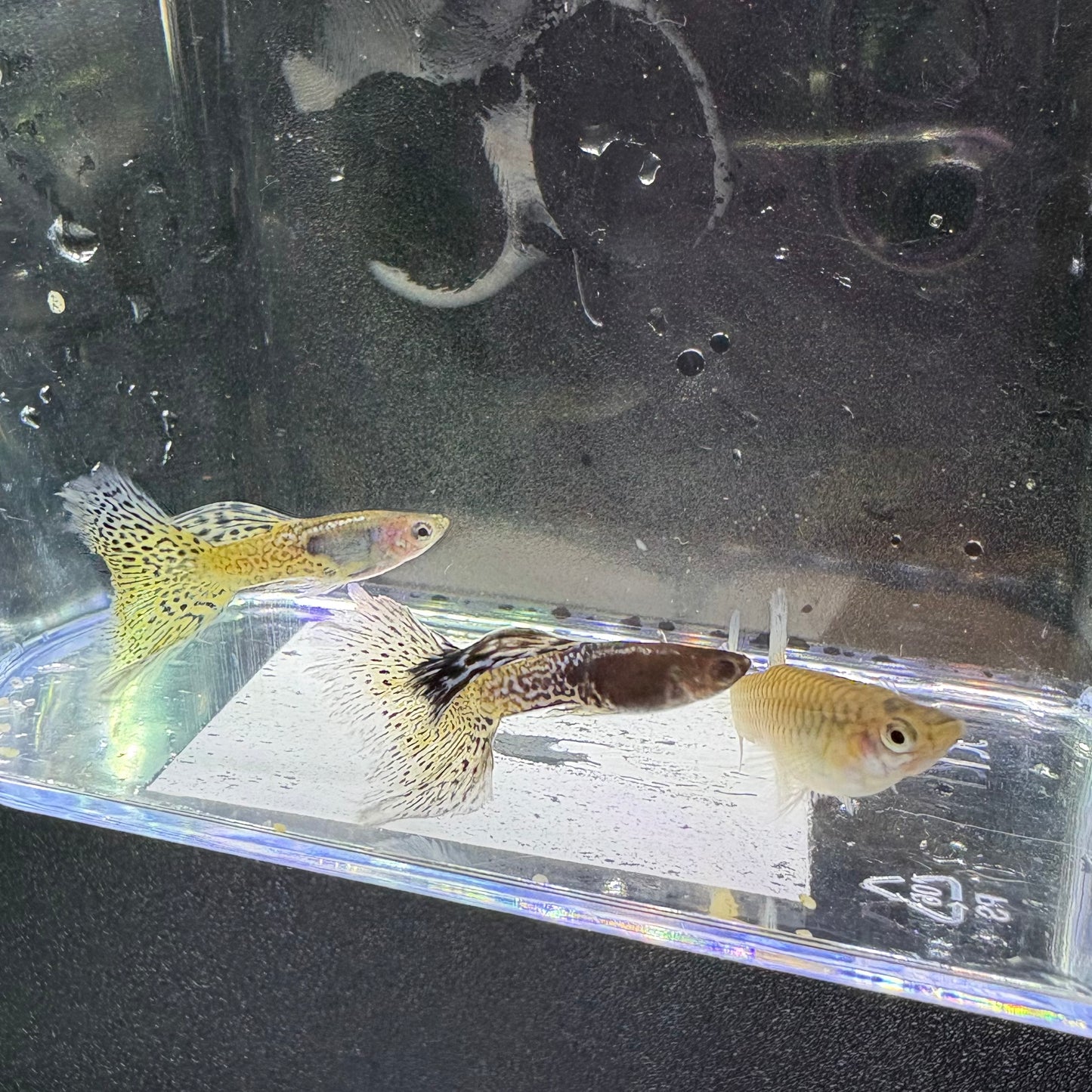 Guppy Metal Blue Yellow Lace | pareja