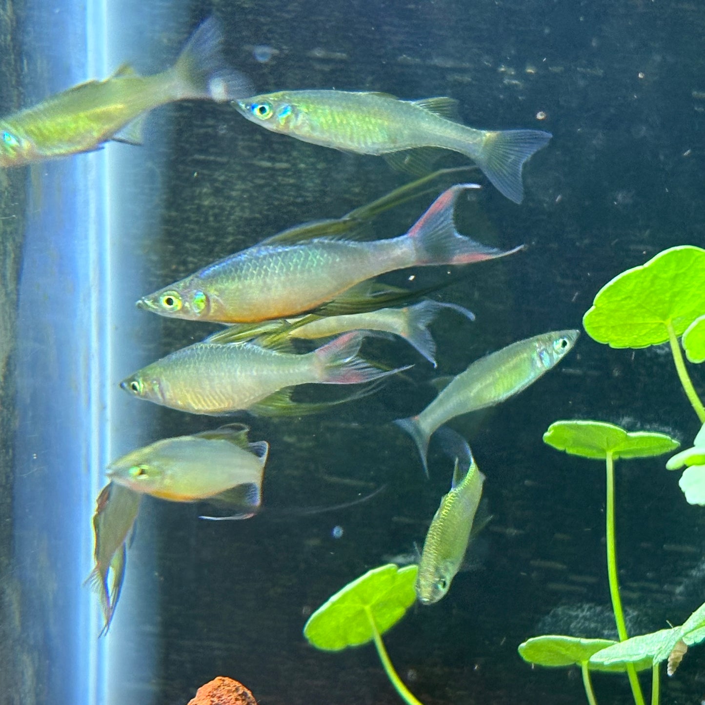 Iriatherina Werneri lg