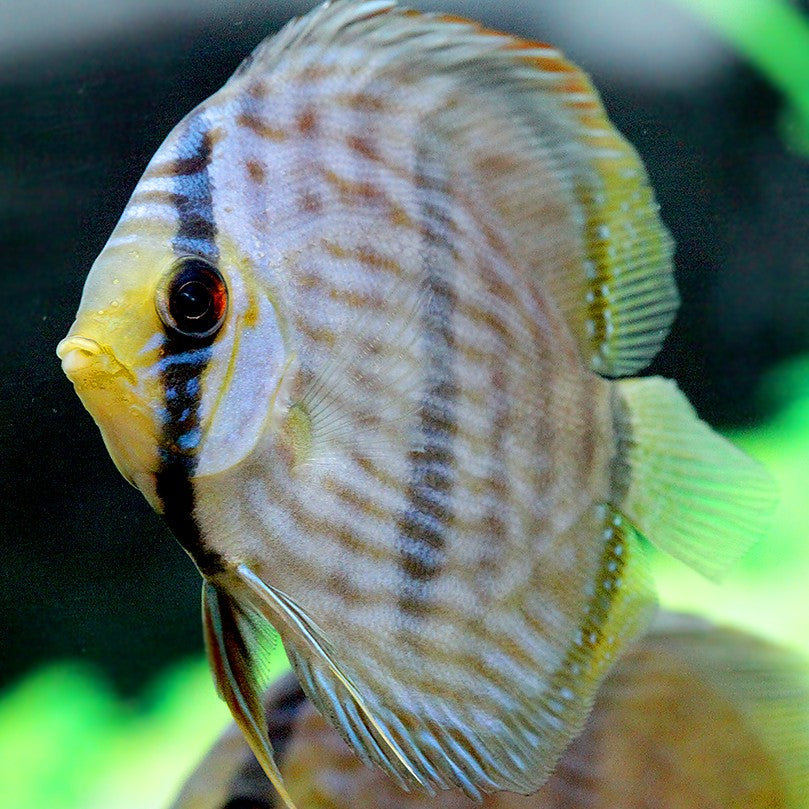 Discus wild heckel rio negro 12-15cm