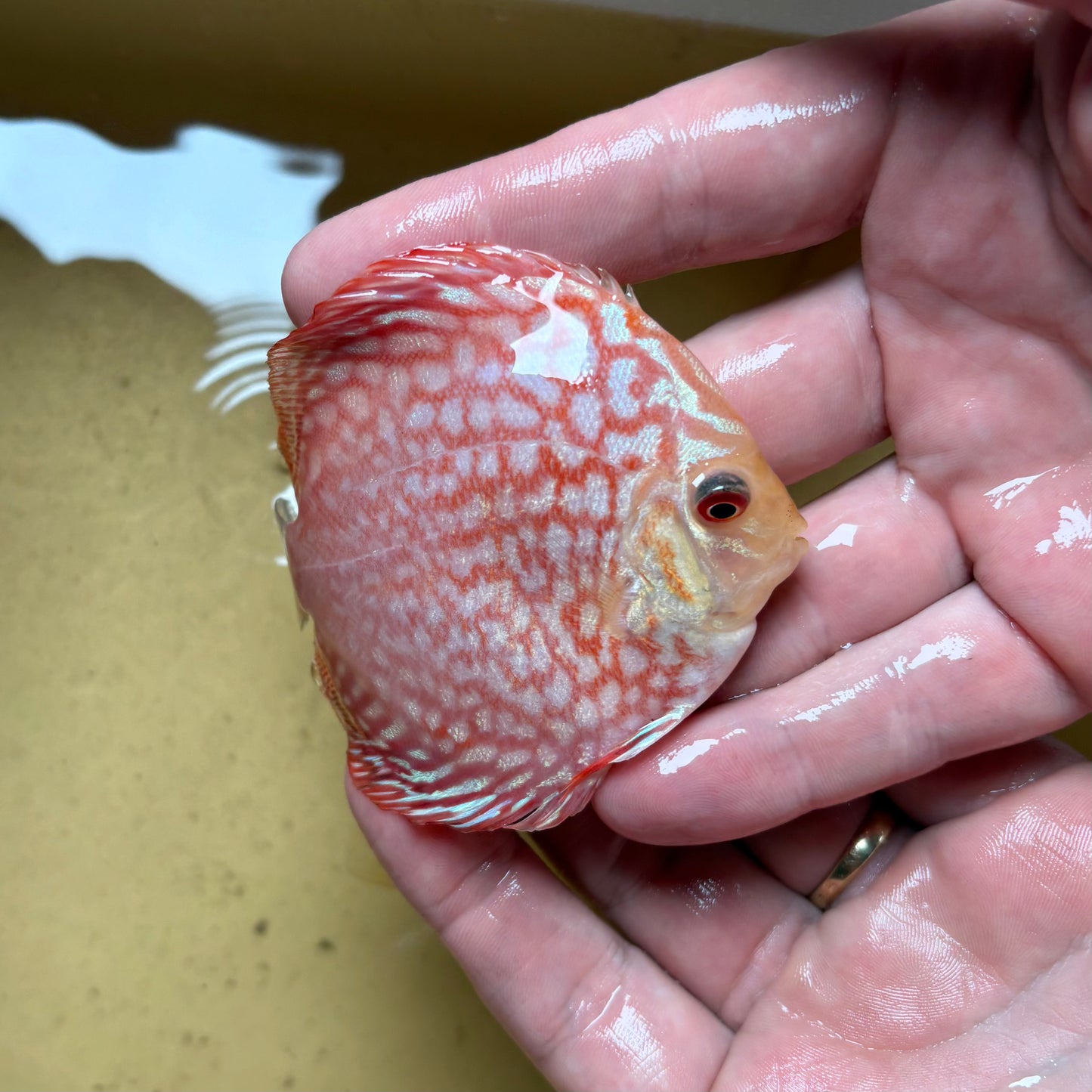 Disco Pigeon Checkerboard 8-9cm ejemplar nº 1