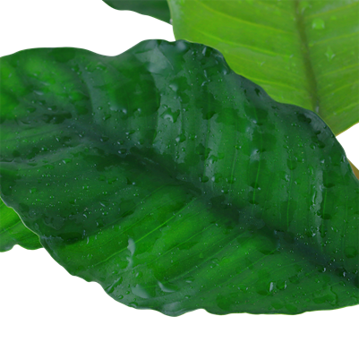 Anubias barteri var. Coffeifolia