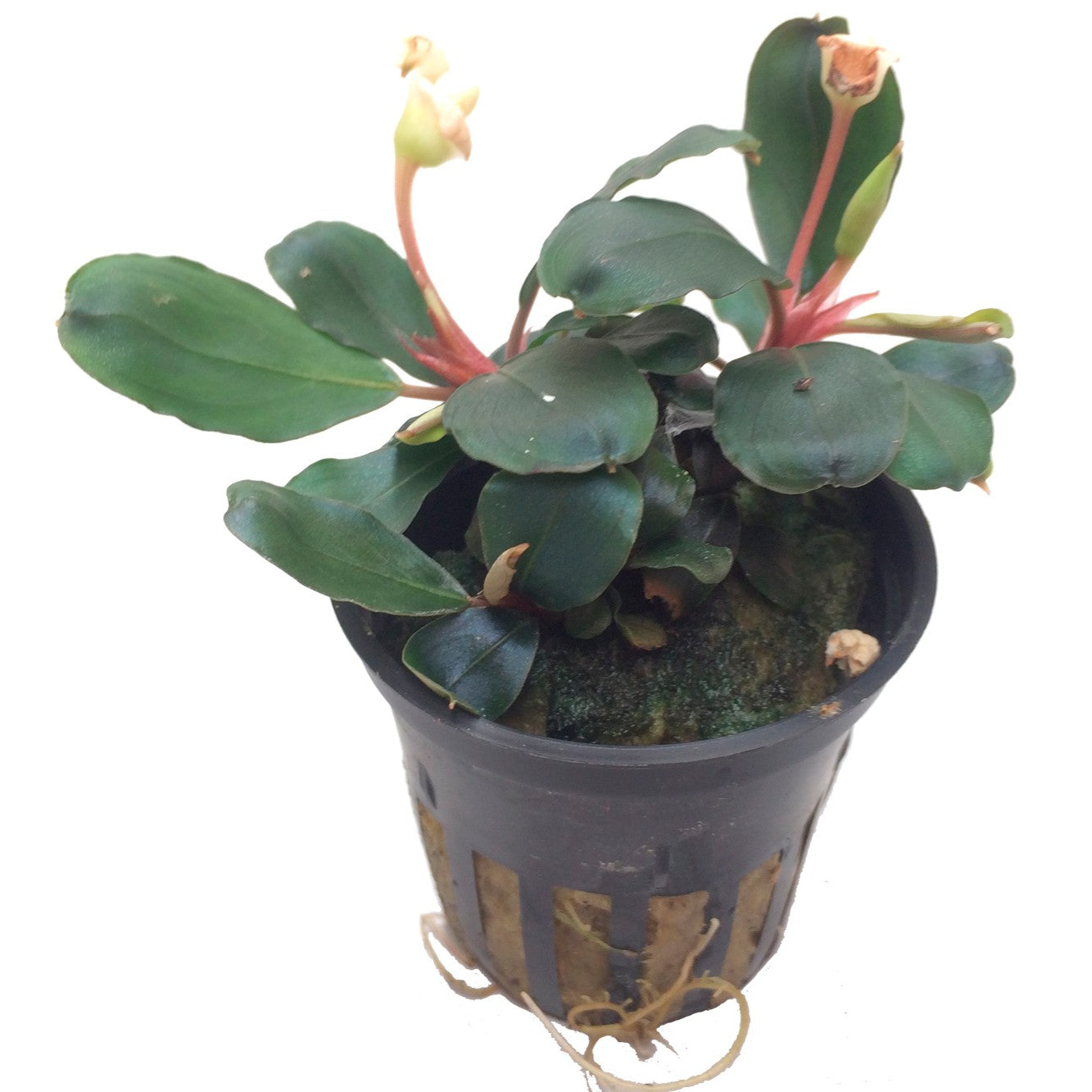 Bucephalandra sp. 'Red'