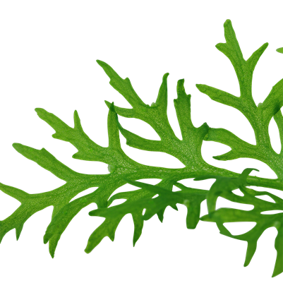 Ceratopteris thalictroides