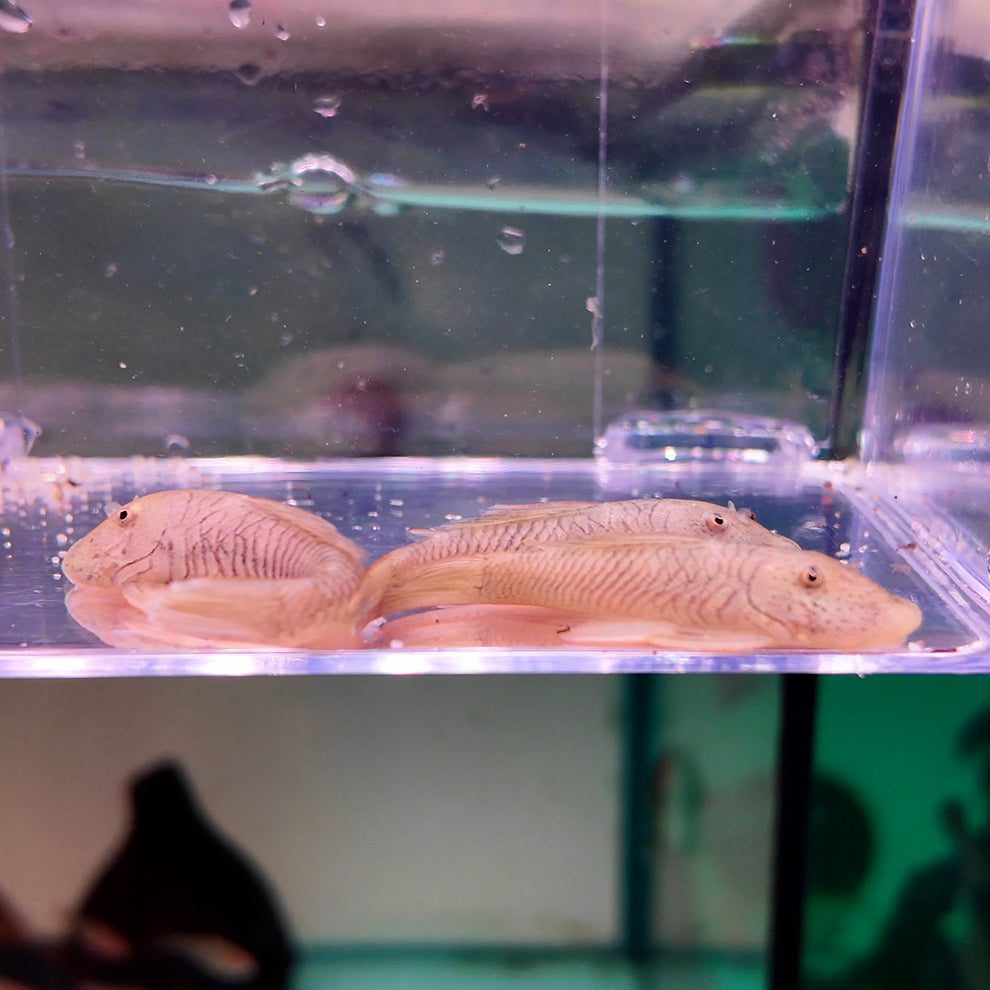 Chaetostoma thomsoni Pleco albina lisa 5cm