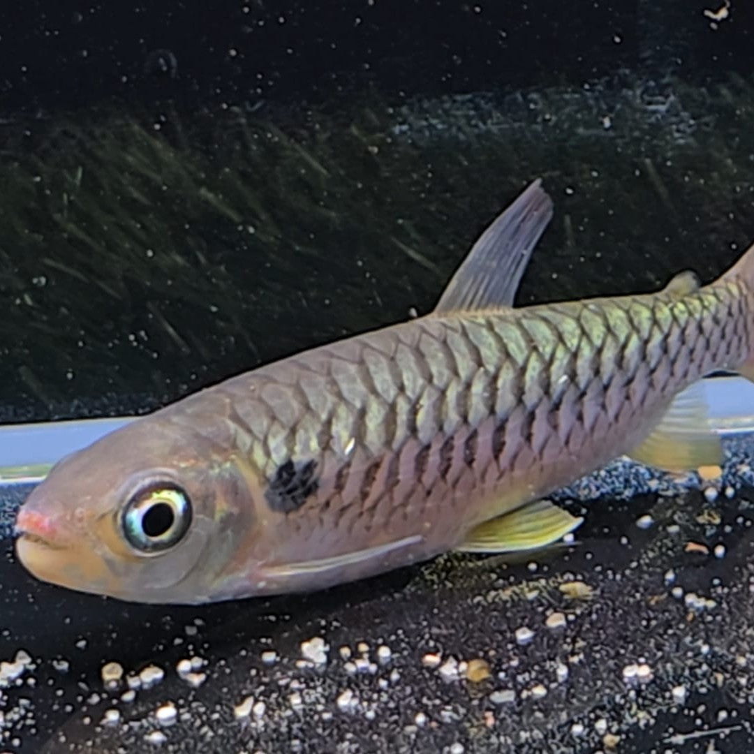 Chalceus macrolepidotus