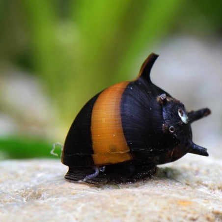 Clithon diadema | Caracol sol