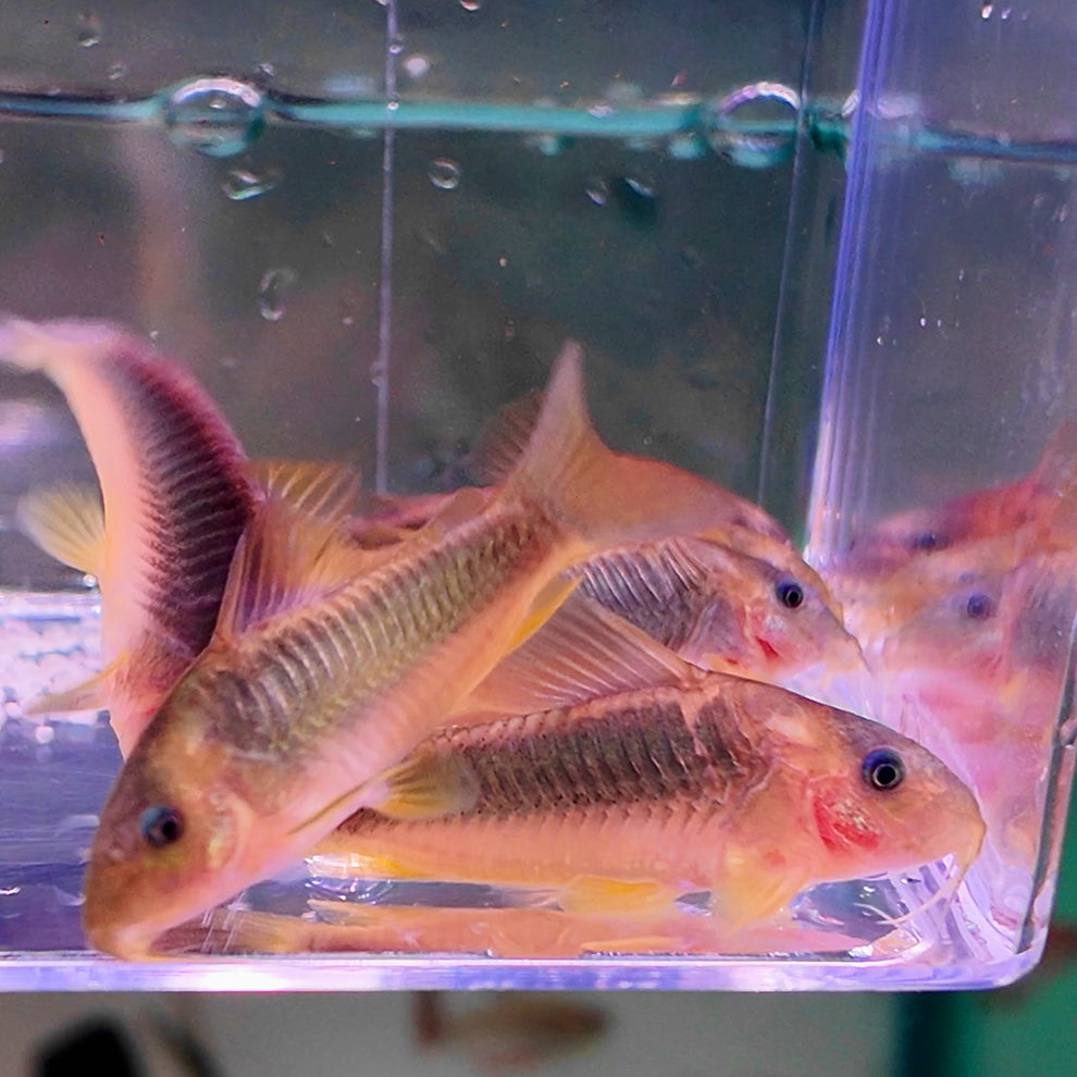 Corydoras melanotaenia gold green
