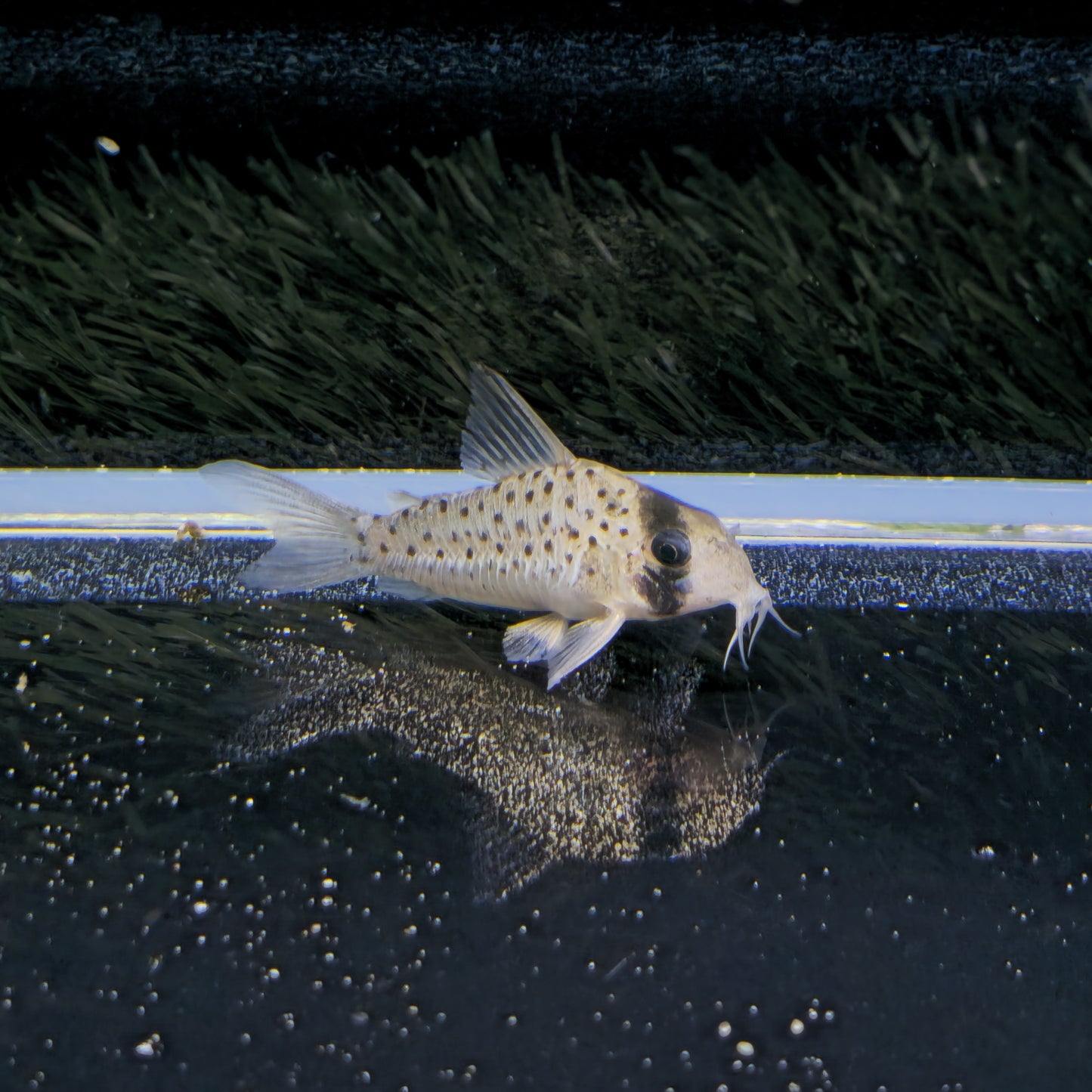 Corydoras atropersonatus Morocha
