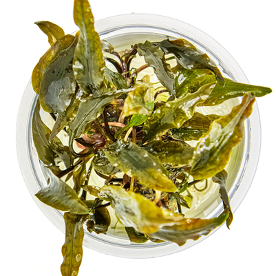 Cryptocoryne wendtii 'Mi Oya' in vitro