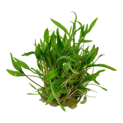 Cryptocoryne wendtii 'Green' in vitro