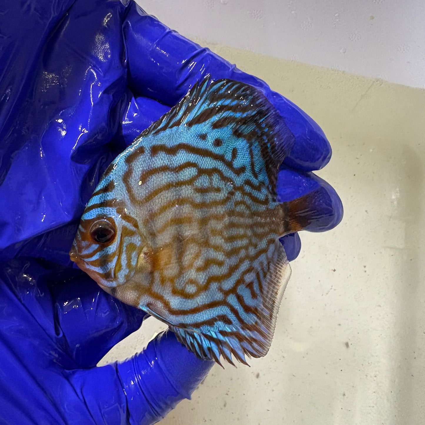 Disco Azul Cobalto 8-9cm | abril