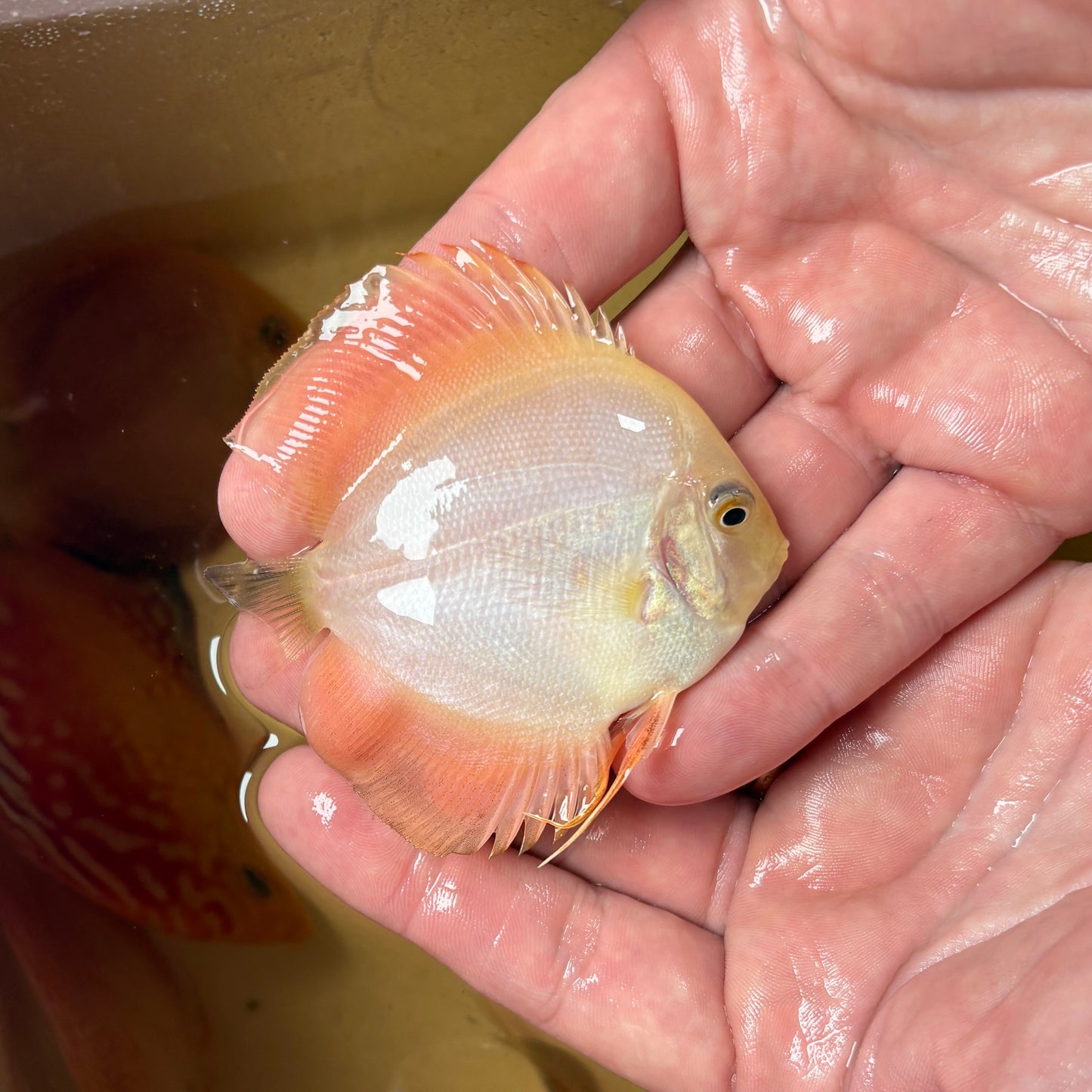 Disco yellow solid 8-9 cm ejemplar nº 1