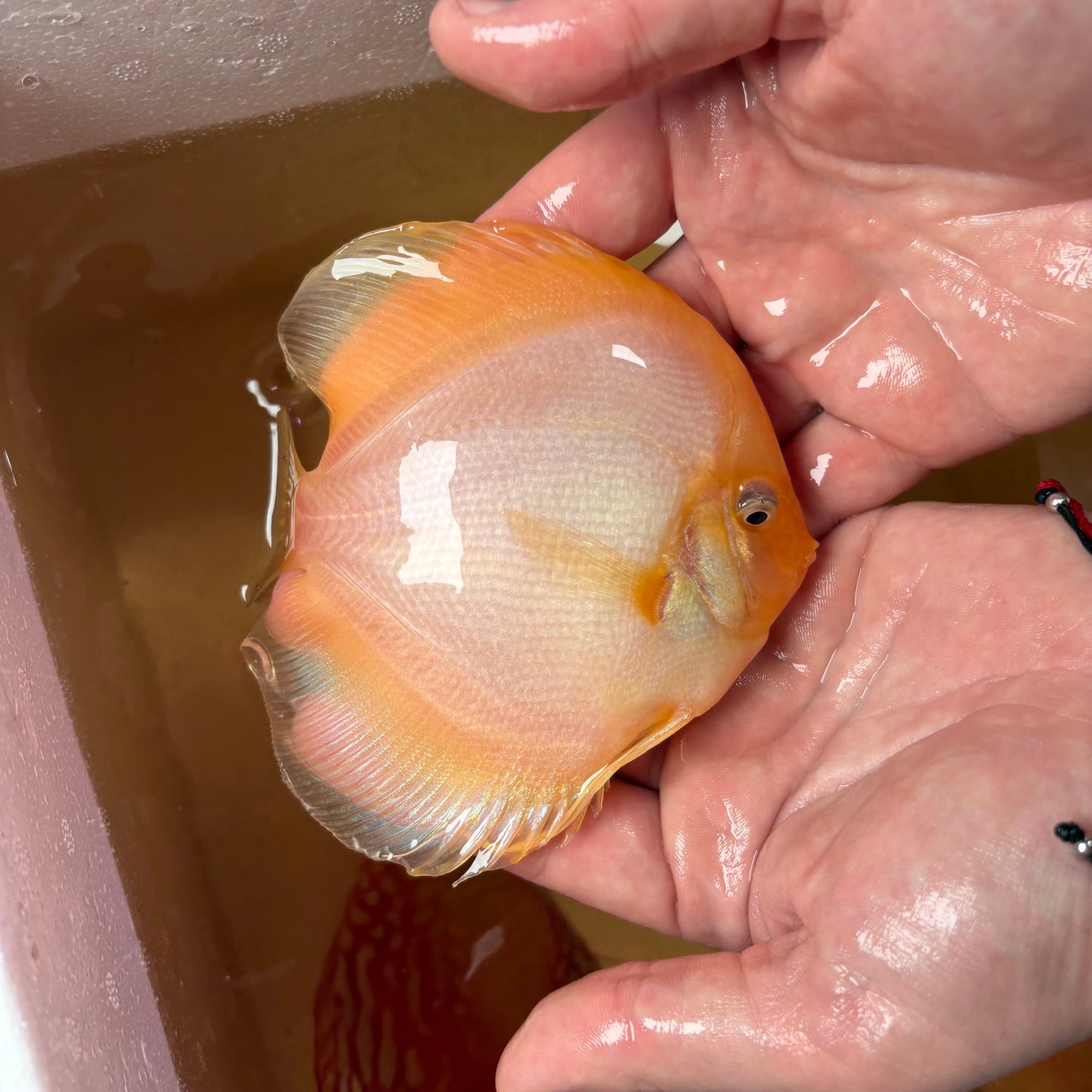 Disco Ghost 13 -15 cm ejemplar nº 1