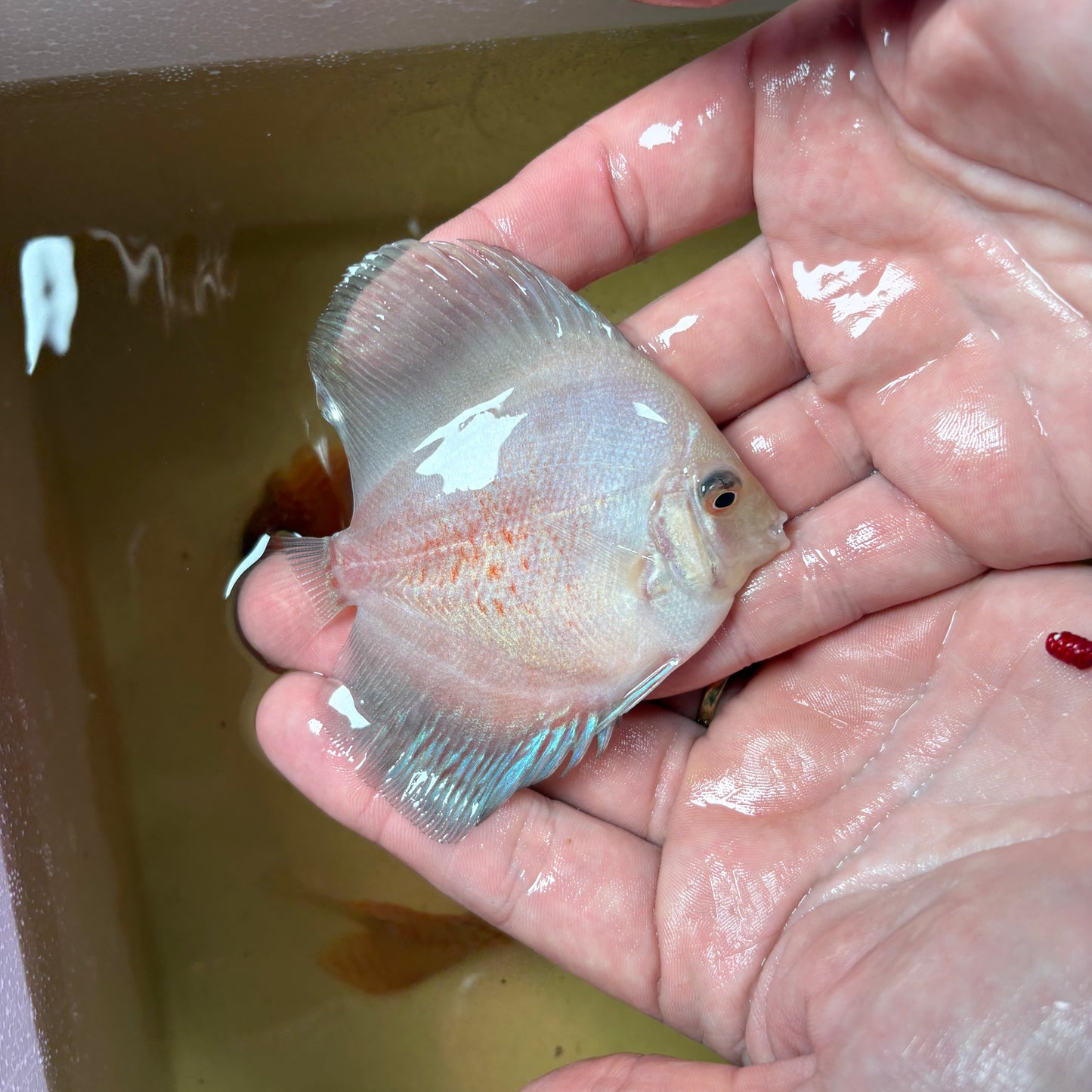 Disco Peacock 8-9 cm ejemplar nº 1