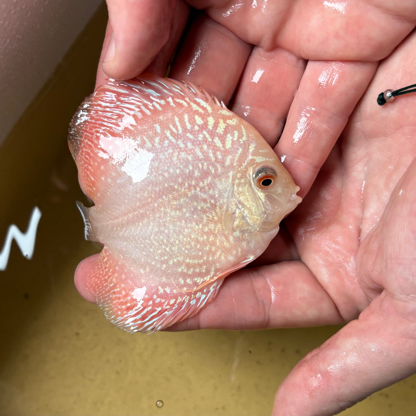 Disco Pigeon Snake 8-9 cm ejemplar nº 2