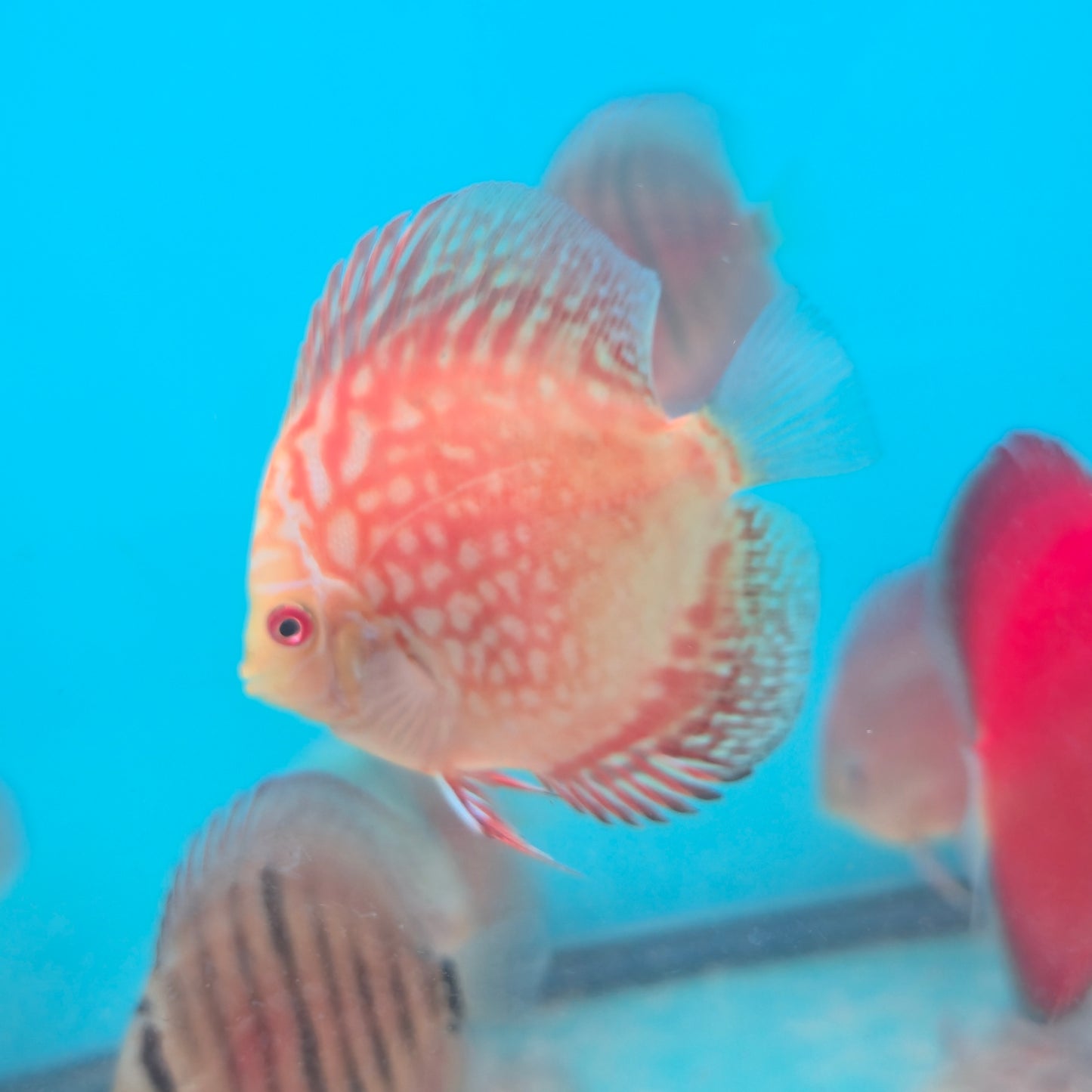 Disco Pigeon Red Checkerboard talla 8-9cm Jackon Keong