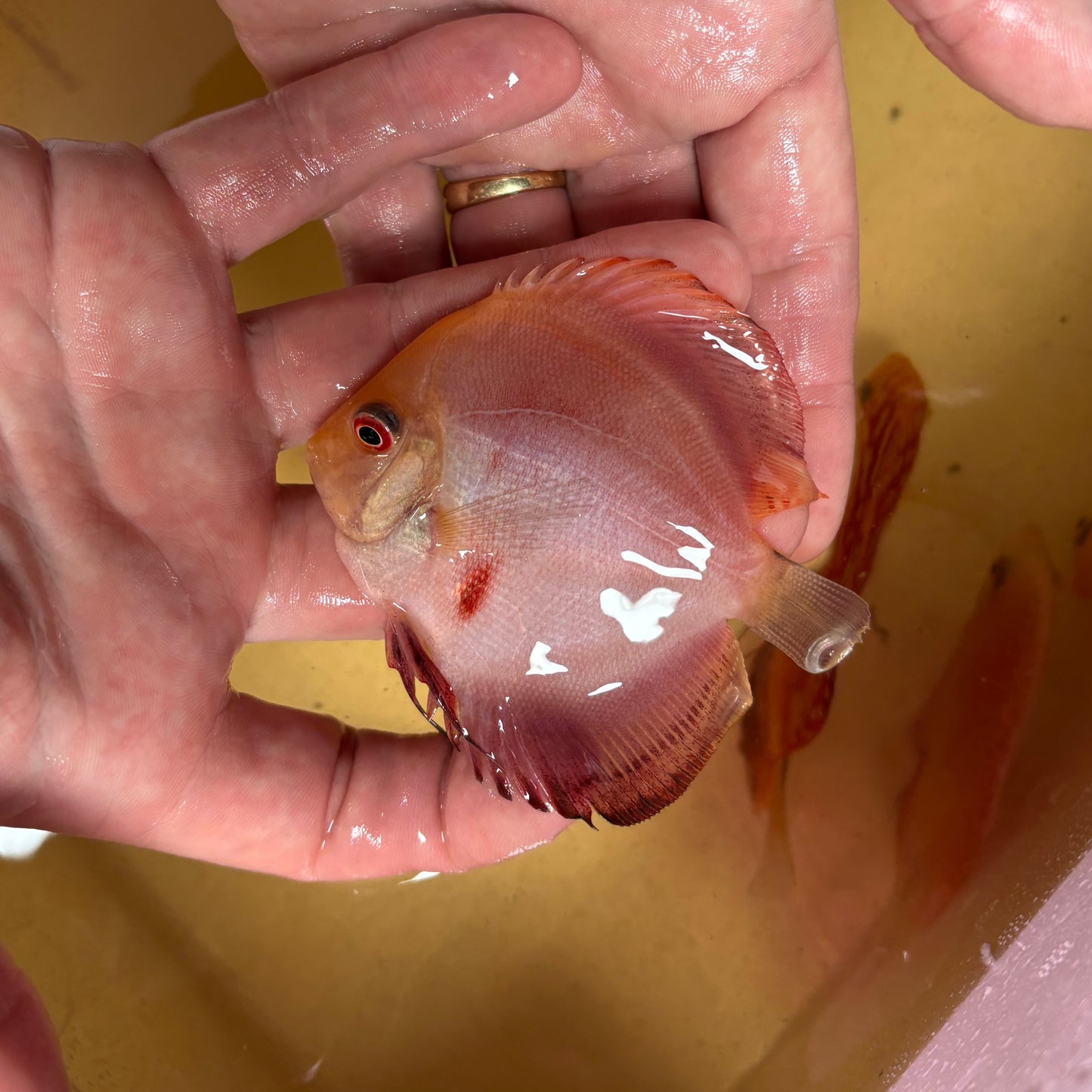 Disco Red Melon 8-9 cm ejemplar nº 1