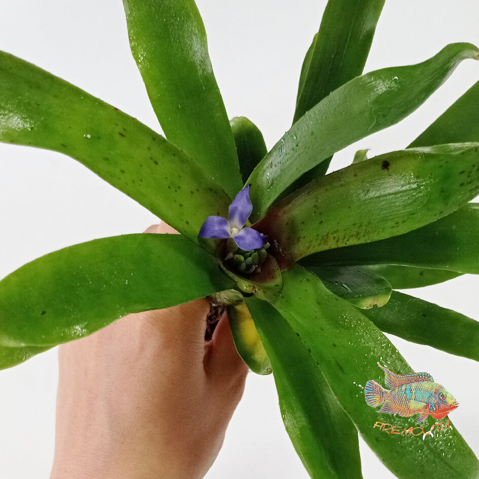 Neoregelia Narziss | terrario