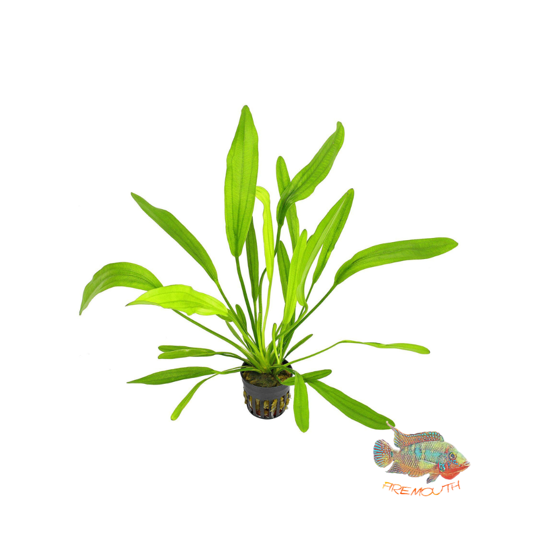 Echinodorus Horemanii | planta para acuarios