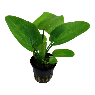 Echinodorus 'Aquartica'