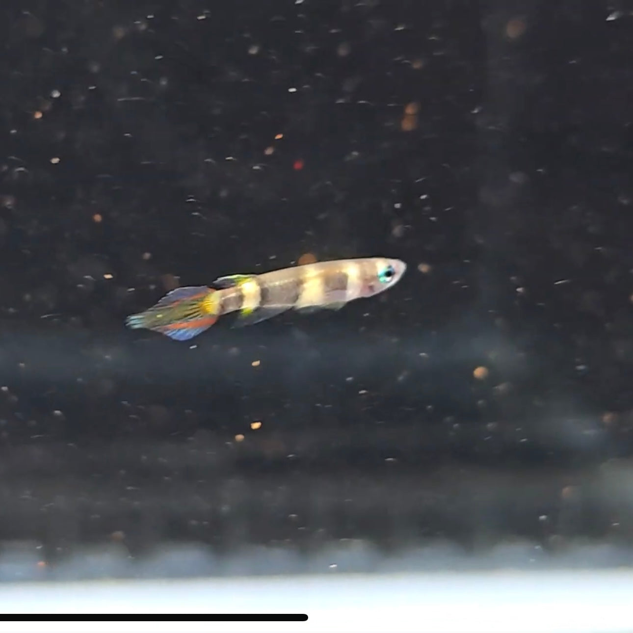 Epiplatys annulatus bred sm