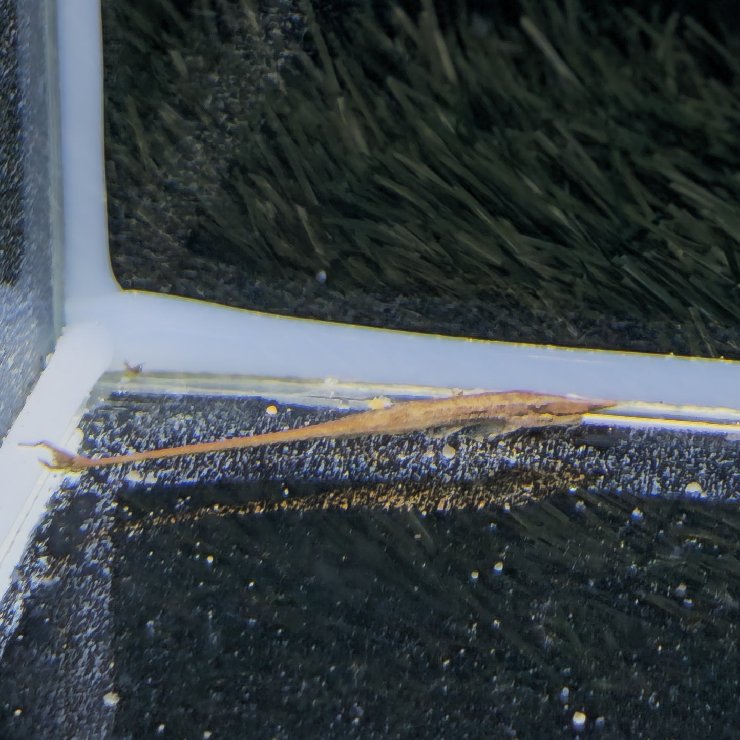 Farlowella Acus 7-10 cm