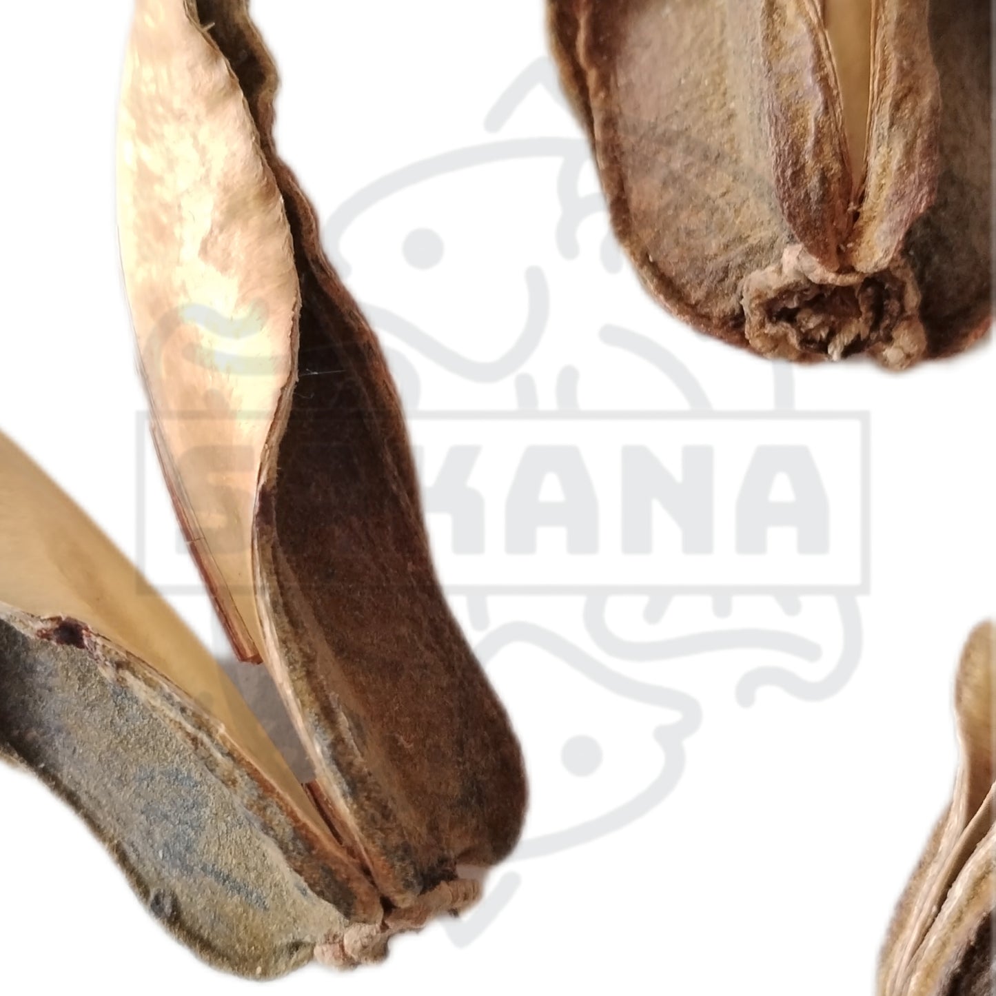 Flor Salvertia - pack 3 unidades