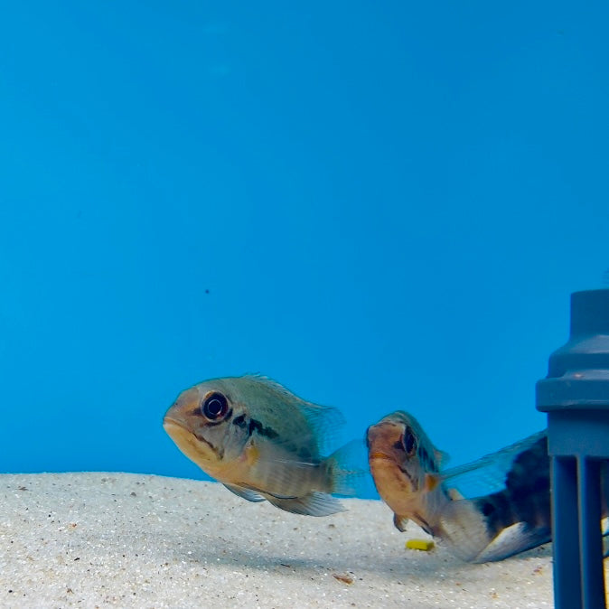 Hoplarchus psittacus 8-10cm