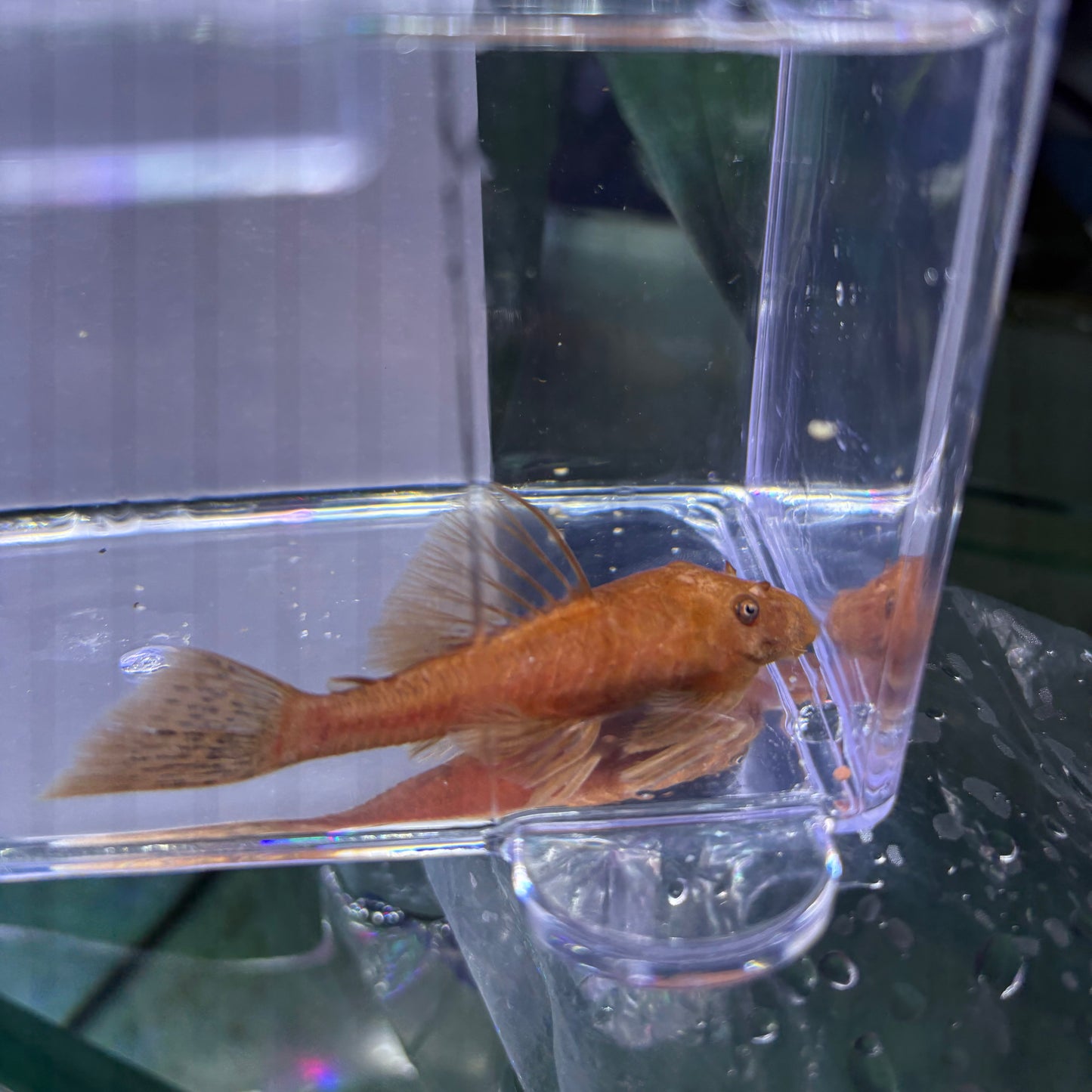 Ancistrus super Red 6-7 cm
