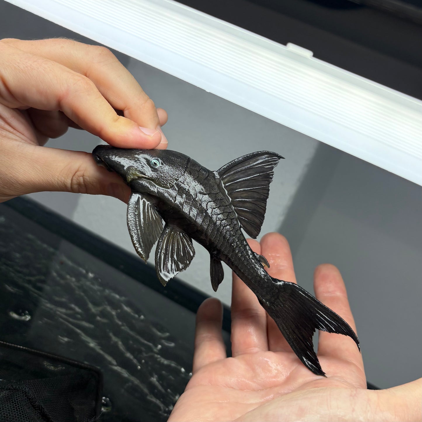 Panaque suttoni talla 18cm