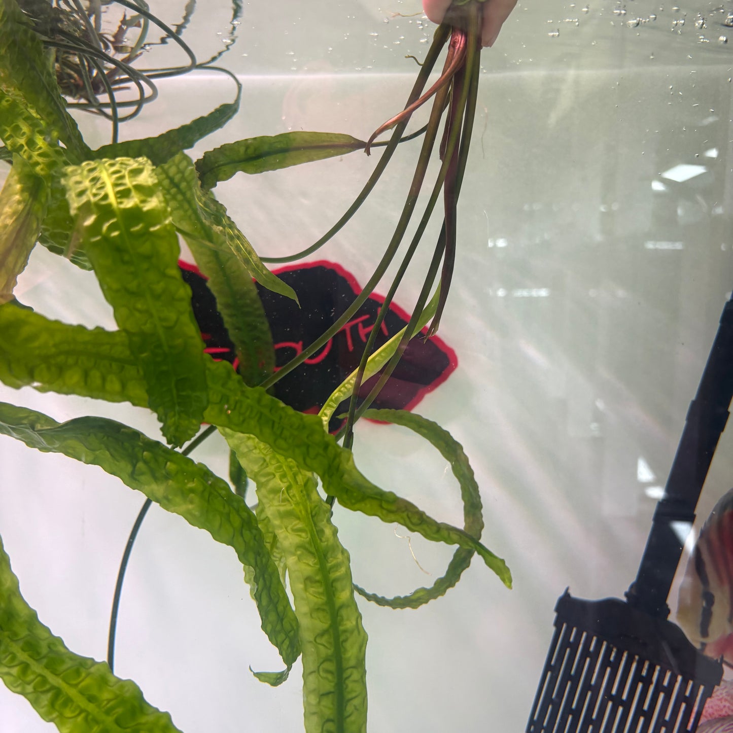 Cryptocoryne usteriana XL desde 60cm