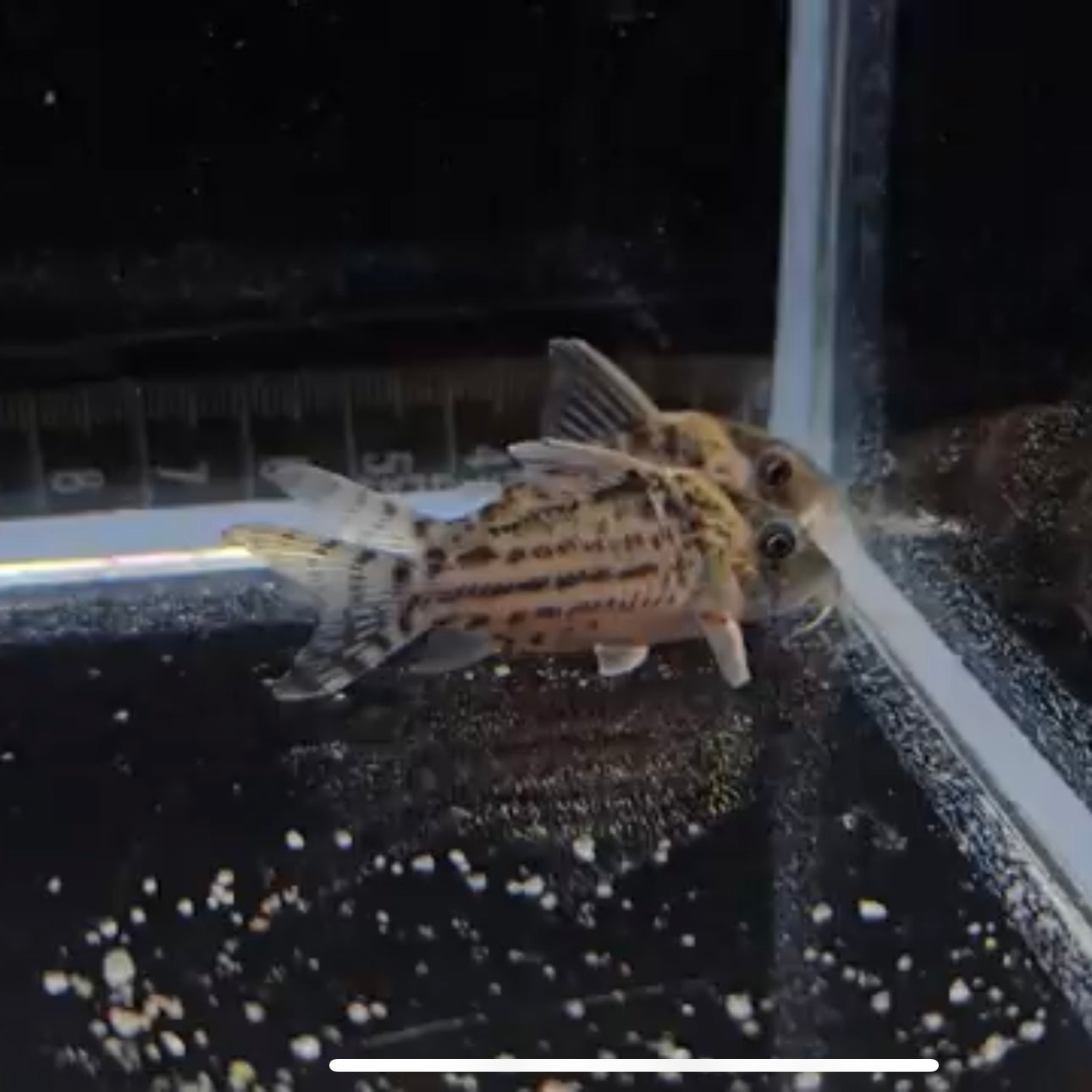 Corydoras punctatus xlg