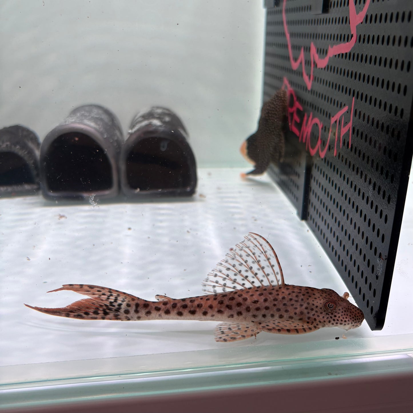 L141 Hemiancistrus snethlageae talla +12cm