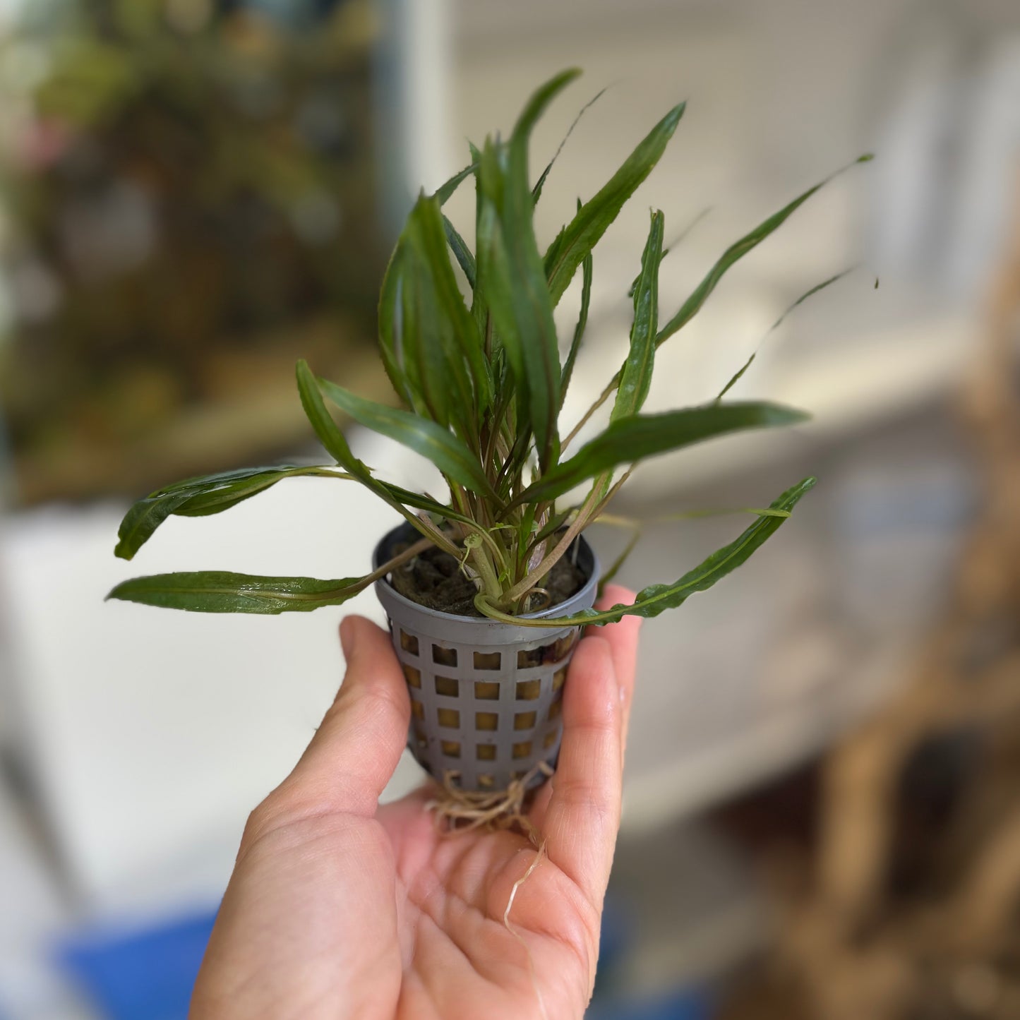 Cryptocoryne Balansae | oferta