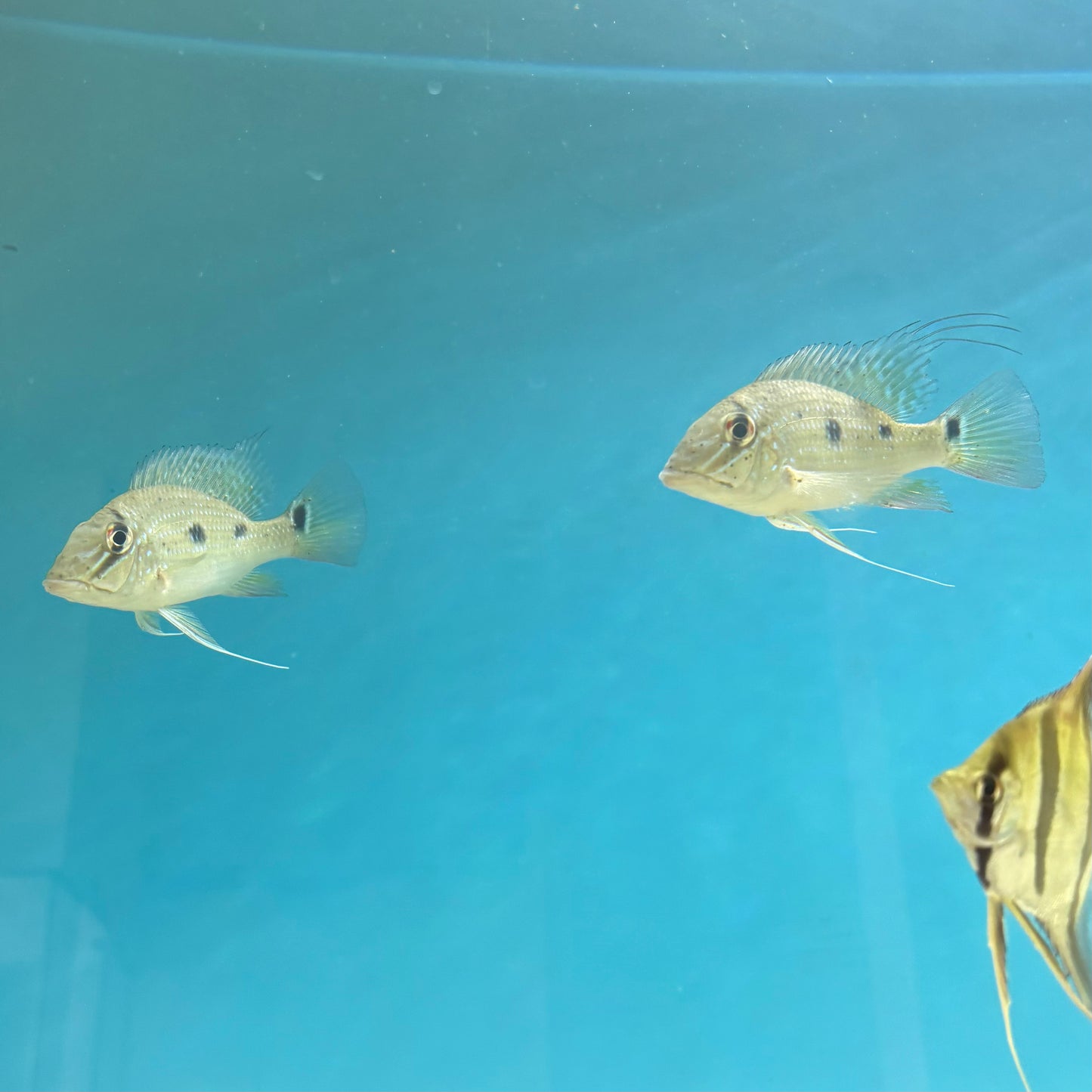 Geophagus Daemon Wild 10-12 cm | Satanoperca