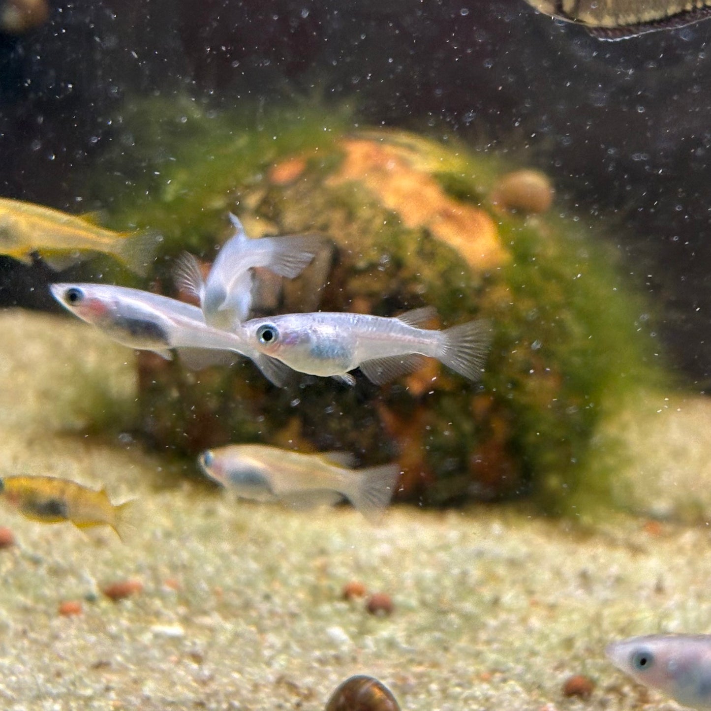 Oryzias latipes NISHIKI md